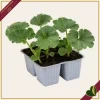 Zucca “Delica F1”, 4 piante in vaschetta