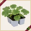 Zucchino da fiore “Striato d’Italia F1”, 4 piante in vaschetta