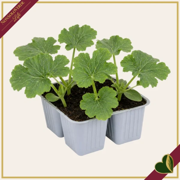 Zucchino da fiore “Striato d’Italia F1”, 4 piante in vaschetta