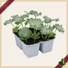 Zucchino chiaro genovese “Cigno F1”, 4 piante in vaschetta