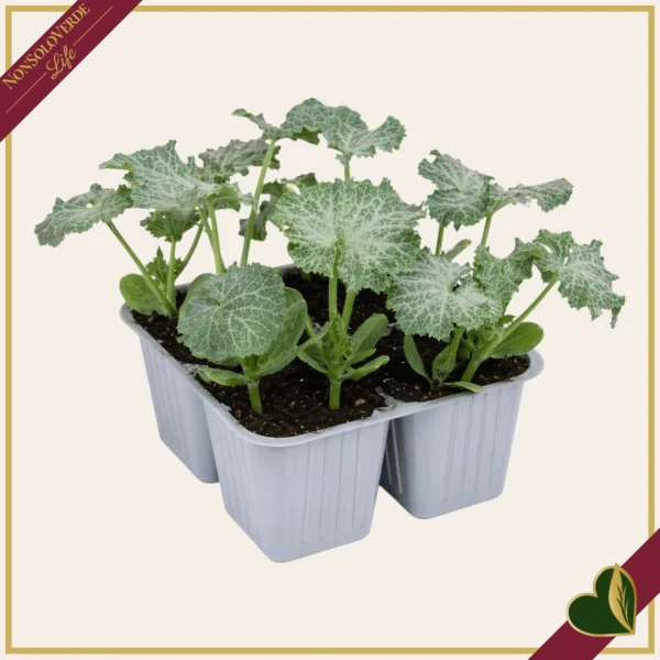 Zucchino chiaro genovese “Cigno F1”, 4 piante in vaschetta