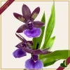 Zygopetalum “Impasto Blue”, orchidea profumata, vaso 9 cm, alta circa 30–40 cm