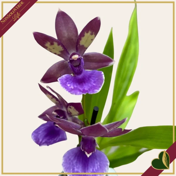 Zygopetalum “Impasto Blue”, orchidea profumata, vaso 9 cm, alta circa 30–40 cm