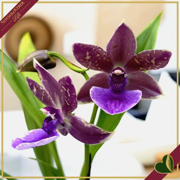 Zygopetalum “Impasto Blue”, orchidea profumata, vaso 9 cm, alta circa 30–40 cm