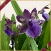 Zygopetalum “Impasto Blue”, orchidea profumata, vaso 9 cm, alta circa 30–40 cm