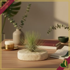 Tillandsia andreana, pianta aerea, diametro 10 cm circa