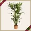Howea forsteriana, Kenzia, Kentia, vaso 30 cm, alta circa 220–250 cm