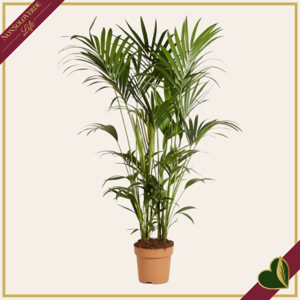 Howea forsteriana, Kenzia, Kentia, vaso 30 cm, alta circa 220–250 cm