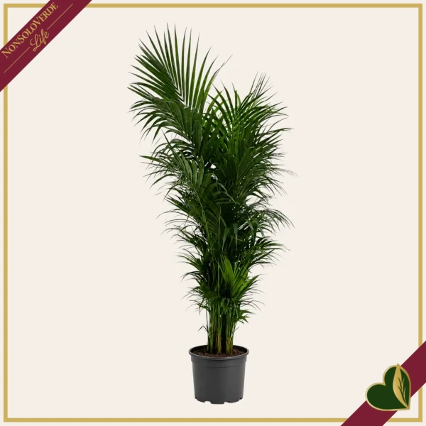 Howea forsteriana, Kenzia, Kentia, vaso 40 cm, alta circa 270–300 cm