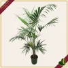Howea forsteriana, Kenzia, Kentia, vaso 26 cm, alta circa 170–200 cm