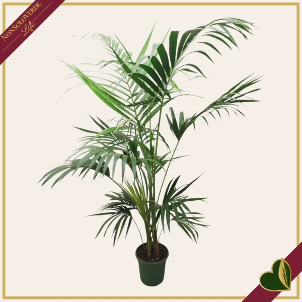 Howea forsteriana, Kenzia, Kentia, vaso 26 cm, alta circa 170–200 cm