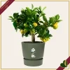 Vaso Greenville rotondo verde foglia con riserva d’acqua, diametro 24 cm