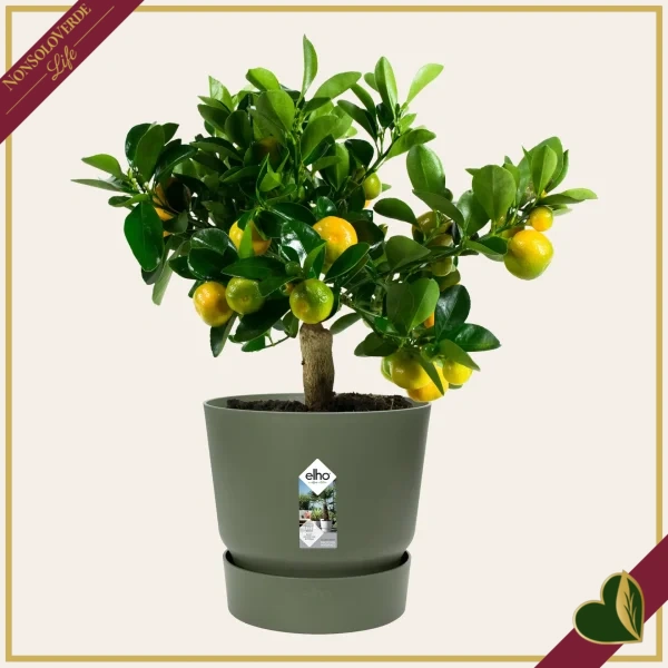 Vaso Greenville rotondo verde foglia con riserva d’acqua, diametro 24 cm