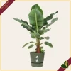 Vaso Greenville rotondo verde foglia con riserva d’acqua, diametro 30 cm