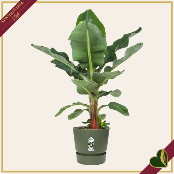 Vaso Greenville rotondo verde foglia con riserva d’acqua, diametro 30 cm