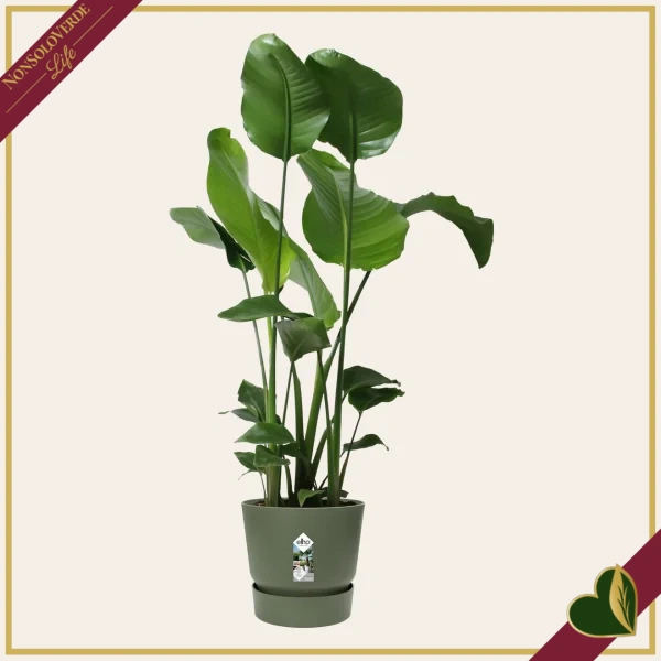 Vaso Greenville rotondo verde foglia con riserva d’acqua, diametro 30 cm