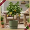 Vaso Greenville rotondo verde foglia con riserva d’acqua, diametro 39 cm