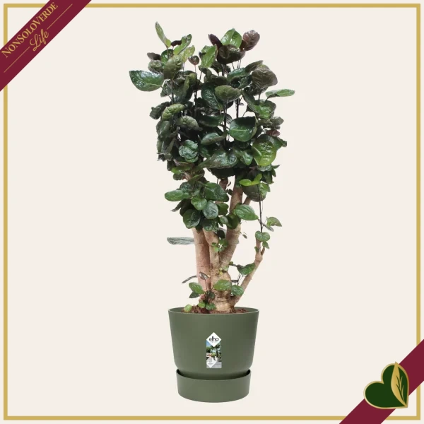 Vaso Greenville rotondo verde foglia con riserva d’acqua, diametro 39 cm