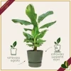 Vaso Greenville rotondo verde foglia con riserva d’acqua, diametro 14 cm