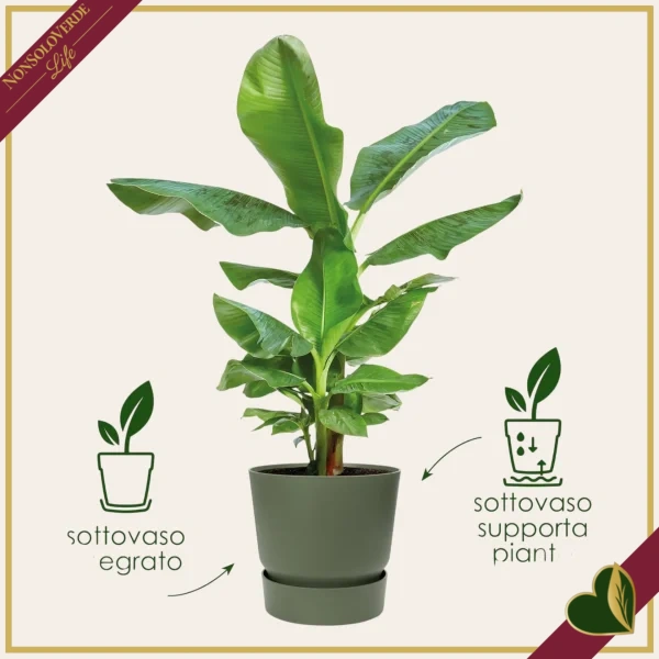 Vaso Greenville rotondo verde foglia con riserva d’acqua, diametro 14 cm