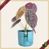 Cachepot The Ocean Collection rotondo blu atlantico da interno, diametro 22 cm