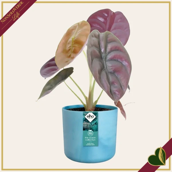 Cachepot The Ocean Collection rotondo blu atlantico da interno, diametro 22 cm