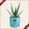 Cachepot The Ocean Collection rotondo blu atlantico da interno, diametro 22 cm