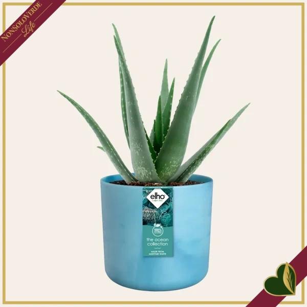 Cachepot The Ocean Collection rotondo blu atlantico da interno, diametro 22 cm