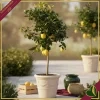 Citrus limon “Lunario”, limone quattro stagioni, vaso 30 cm, alto circa 175 cm