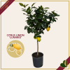 Citrus limon “Lunario”, limone quattro stagioni, vaso 24 cm, alto circa 165 cm