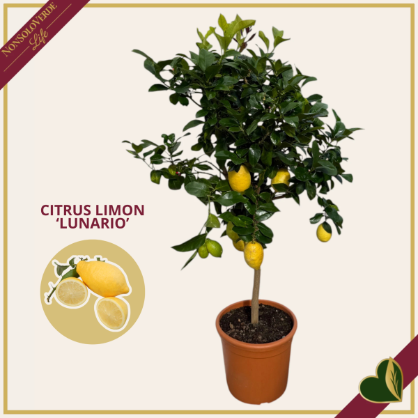 Citrus limon “Lunario”, limone quattro stagioni, vaso 30 cm, alto circa 175 cm