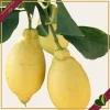 Citrus limon “Lunario”, limone quattro stagioni, vaso 24 cm, alto circa 165 cm