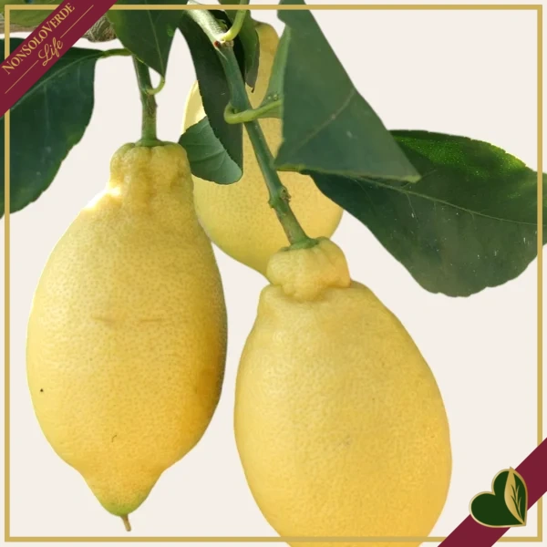 Citrus limon “Lunario”, limone quattro stagioni, vaso 24 cm, alto circa 165 cm