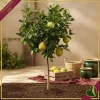 Citrus medica, Cedro, vaso 24 cm, alto circa 140–165 cm