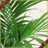Howea forsteriana, Kenzia, Kentia, vaso 26 cm, alta circa 170–200 cm