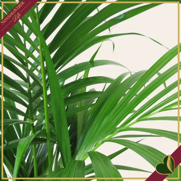 Howea forsteriana, Kenzia, Kentia, vaso 26 cm, alta circa 170–200 cm