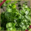 Ramo di eucalipto artificiale folto verde scuro, altezza 63 cm