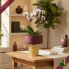 Vaso cilindro in vetro bordeaux con base dorata in rilievo, altezza 18 cm
